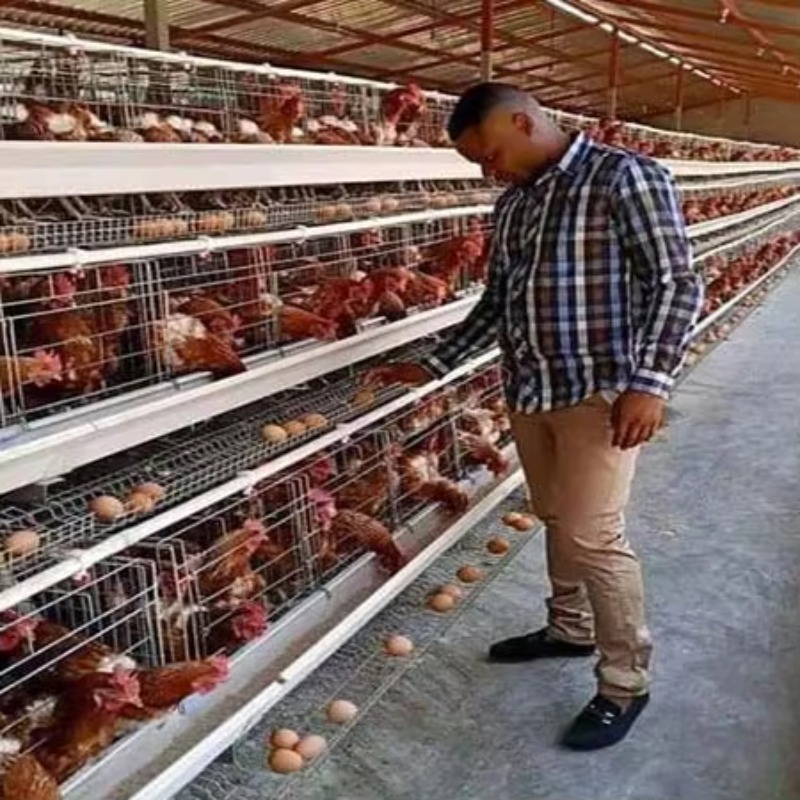 Peternakan Unggas Harga Murah  - Farming Africa ulasan dan harga