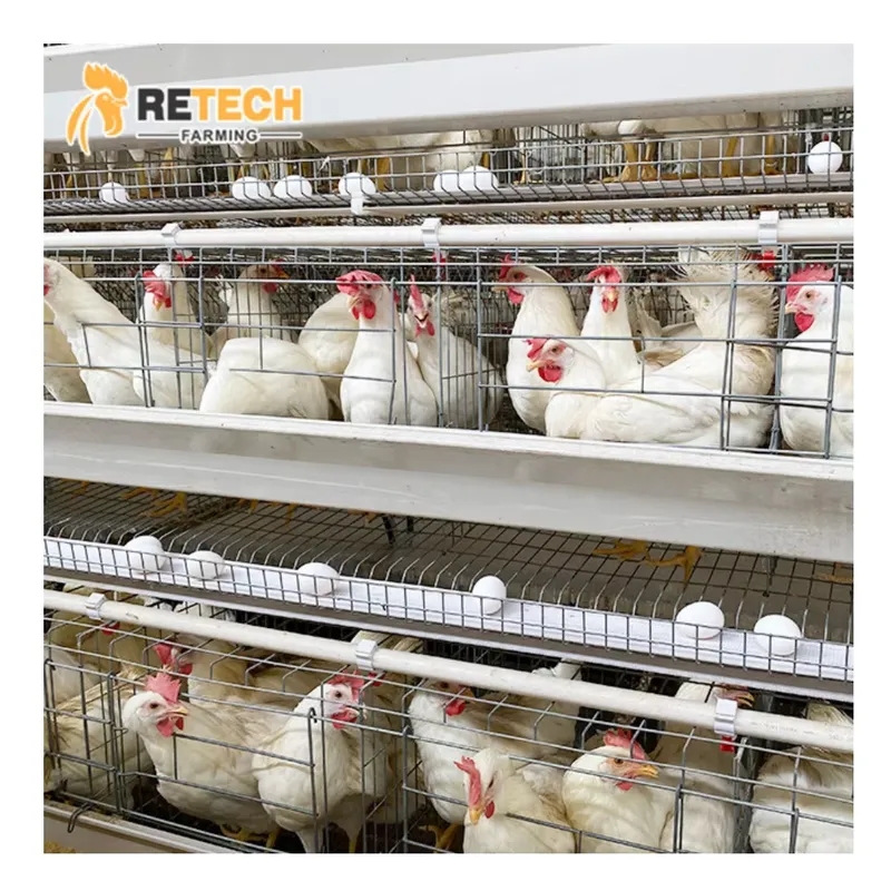 Kandang Ayam Petelur Otomatis  - Farming Africa ulasan dan harga