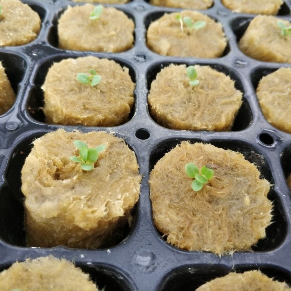 50 Buah Blok Bibit Hidroponik  - Nursery Plug Tray ulasan dan harga